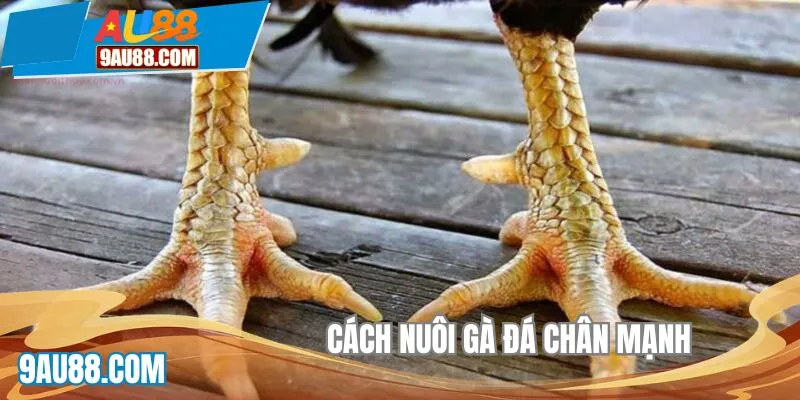 Cách nuôi gà đá chân mạnh khi tập luyện bài bản