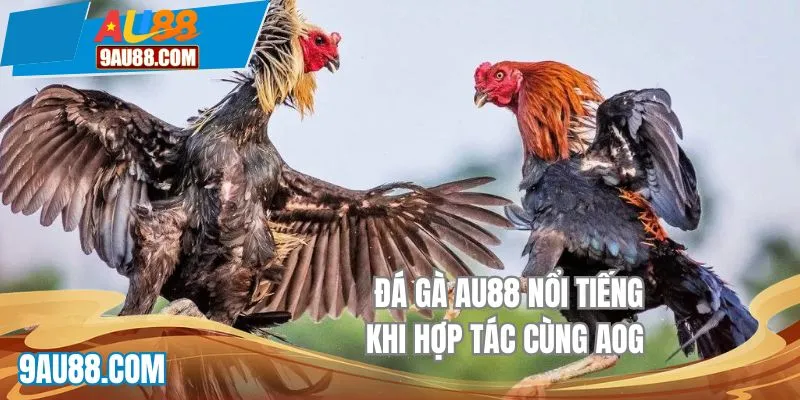 Đá gà AU88 là địa điểm lý tưởng thu hút nhiều cao thủ đến xả stress, đặt cược làm giàu mỗi ngày. Với những trận thi đua được chọn lọc kỹ càng, đảm bảo chất lượng khi phát sóng qua màn ảnh tại trang chủ nhà cái AU88. Nếu bạn cùng chung đam mê cháy bỏng thì cùng chúng tôi tìm hiểu chi tiết ngay tại bài viết sau đây nhé!Giới thiệu đôi nét về sảnh chơi đá gà AU88
Chọi kê là hình thức giải trí truyền thống đến từ vùng Đông Nam Á, là những trận thi đấu giành phần thắng từ các chiến kê lừng lẫy. Tại đây, sư kê sẽ huấn luyện các kỹ năng cần có để chúng dễ dàng hạ gục đối thủ ngay trước mắt. Từ đó tạo nên bầu không khí vô cùng kịch tính, mãn nhãn cho khán giả tham gia.
Tìm hiểu thông tin về sảnh đá gà AU88
Tìm hiểu thông tin về sảnh đá gà AU88
Để hội viên dễ tiếp cận và chiêm ngưỡng, chúng tôi đã tích hợp sảnh đá gà AU88 ngay trên trang chủ. Chỉ với 1 cú click, bet thủ dễ dàng lựa chọn các cuộc thi theo nhu cầu cá nhân. Với số lượng khổng lồ được phục vụ mỗi ngày chắc chắn không làm bạn phải thất vọng ngay từ lần gia nhập đầu tiên.
Đồng thời, các kèo cược tại đây cũng thu hút lượt chơi nhờ chính tỷ lệ chiến thắng cùng phần thưởng khổng lồ. Không chỉ đáp ứng nhu cầu xả stress mà còn là cơ hội làm giàu nếu như chiến thắng. Nhanh tay đăng ký tài khoản để không bỏ lỡ khoảnh khắc nào tại sân chơi đá gà trực tuyến.
Các sảnh game bạn không nên bỏ lỡ tại đá gà AU88
Để đảm bảo chất lượng của sảnh cược đá gà không thua kém các bộ môn khác như Esports AU88, đội ngũ admin đã nghiên cứu, ký kết hợp tác với nhiều thương hiệu hàng đầu trong giới mộ điệu. Mở ra cho khách hàng nhiều lựa chọn thỏa mãn đam mê cá nhân. Một số cái tên uy tín bạn nên trải nghiệm nếu mới tham gia lần đầu phải kể đến như:
SV138
Đồng hành cùng đá gà AU88 ngay từ thời điểm đầu khi mới ra mắt. Đây là tổ chức xếp top cao trên bảng xếp hạng hiện tại khi cung cấp hàng loạt màn giao kèo cực kỳ hấp dẫn được chọn lọc cụ thể. Giữ vững chất lượng phát sóng tại nền tảng nhà cái. Mang tới nhiều giây phút chất lượng, mãn nhãn.
Tại trường đấu online SV138, chúng tôi nhận về hàng loạt tiếng hò reo của khán giả. Ngoài ra những đánh giá cực chân thực luôn được hiển thị công khai giúp hội viên mới có thể tham khảo dễ dàng.
Đá gà AU88 kết hợp cùng AOG
Đối tác tiếp theo không thể kể thiếu chính là AOG Team. Nổi bật với bộ thu phát sóng sắc nét, đường truyền ít khi bị ảnh hưởng, mang lại sự chân thực như đang đứng giữa sòng thi đấu đá kê. Đây chính là yếu tố khiến nhiều tay chơi khó lòng bỏ qua AOG.
Không những vậy, các nút lệnh thao tác đều được tích hợp thẳng trên màn hình. Chỉ với 1 nút bấm bạn hoàn tất được quyết định đặt cược theo dự đoán cá nhân. Ngoài ra, với màn hình nhỏ hiển thị toàn bộ thông tin liên quan giúp khán giả nắm được dữ liệu cùng phần thưởng mình sẽ nhận được khi tham gia đá gà online.
Đá gà AU88 nổi tiếng khi hợp tác cùng AOG
Đá gà AU88 nổi tiếng khi hợp tác cùng AOG
Sảnh chơi đình đám AE388
Cuối cùng, sảnh game độc đáo tại đá gà AU88 phải kể đến chính là AE388. Nổi tiếng với các màn giao tranh đình đám từ kê tre, nòi,… Chiến binh góp mặt được tuyển chọn chất lượng cao mang tới cho hội viên nhiều phút giây bùng nổ khó cưỡng nhất.
Đá gà trực tiếp AE388 tuy không có nhiều trận giao tranh được mở ra mỗi ngày tuy nhiên chất lượng thì đứng top thị trường năm 2025. Vì vậy bạn hãy nhanh tay tham gia thưởng thức để không bỏ lỡ cơ hội quý giá nào nhé.
Tại sao khách hàng luôn yêu thích đá gà AU88?
Hiện nay có không ít thương hiệu mở ra cung cấp dịch vụ giải trí tương tự chúng tôi. Tuy nhiên chuyên mục nhà cái lại có số lượng tham gia cực kỳ lớn, trở thành địa điểm hot hit hàng đầu Châu Á. Dưới đây sẽ là ưu điểm, giải thích cho lý do đội ngũ có sức hút lớn tới vậy:
Màn hình phát sóng cực kỳ sắc nét, chất lượng với bộ công nghệ tiên tiến hàng đầu được nhập khẩu trực tiếp từ Châu Âu. Mang tới trải nghiệm chân thực nhất, như đang trực tiếp chiêm ngưỡng tại sòng đá gà.
Đá gà AU88 mở ra nhiều lựa chọn đặt thưởng với giá trị nhận về nếu chiến thắng cực kỳ lớn. Không chỉ xả stress mà còn làm giàu từ đam mê của mình. Hy vọng bạn sẽ gặt hái được nhiều phần quà quý giá từ những dự đoán tỷ số.
Thời gian trả thưởng thần tốc, chỉ mất từ vài giây đến 1 phút ngay sau khi có kết quả. Đây chính là ưu điểm được nhiều người quan tâm và đánh giá cao nhất.
Cuối cùng, cộng đồng sư kê tại đây cực kỳ lớn, giúp bạn dễ dàng giao lưu học hỏi kinh nghiệm từ cao thủ. Kết bạn 4 phương, cùng tạo nên nhiều khoảnh khắc giải trí chất lượng cao.
Ưu điểm hấp dẫn mà bạn không nên bỏ lỡ
Ưu điểm hấp dẫn mà bạn không nên bỏ lỡ
Lời kết
Đá gà AU88 mang đến nhiều cuộc vui giải trí cá cược chất lượng cao thỏa mãn nhu cầu giải trí cháy bỏng của khách hàng yêu thích. Nhanh tay đăng ký tham gia AU88 ngay hôm nay để trải nghiệm và không bỏ lỡ bất cứ cuộc vui nào nhé!