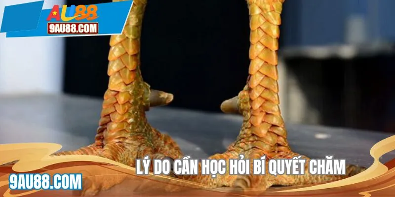 Lý do cần học hỏi bí quyết chăm