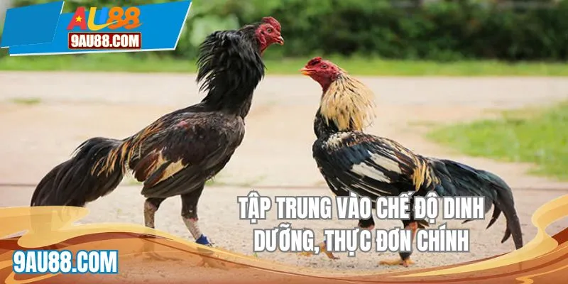 Tập trung vào chế độ dinh dưỡng, thực đơn chính