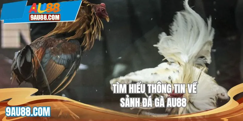 Tìm hiểu thông tin về sảnh đá gà AU88