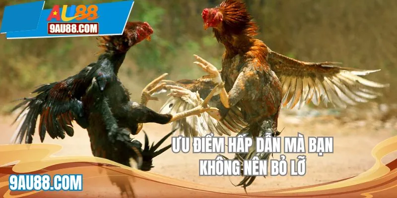 Đá gà AU88 là địa điểm lý tưởng thu hút nhiều cao thủ đến xả stress, đặt cược làm giàu mỗi ngày. Với những trận thi đua được chọn lọc kỹ càng, đảm bảo chất lượng khi phát sóng qua màn ảnh tại trang chủ nhà cái AU88. Nếu bạn cùng chung đam mê cháy bỏng thì cùng chúng tôi tìm hiểu chi tiết ngay tại bài viết sau đây nhé!Giới thiệu đôi nét về sảnh chơi đá gà AU88
Chọi kê là hình thức giải trí truyền thống đến từ vùng Đông Nam Á, là những trận thi đấu giành phần thắng từ các chiến kê lừng lẫy. Tại đây, sư kê sẽ huấn luyện các kỹ năng cần có để chúng dễ dàng hạ gục đối thủ ngay trước mắt. Từ đó tạo nên bầu không khí vô cùng kịch tính, mãn nhãn cho khán giả tham gia.
Tìm hiểu thông tin về sảnh đá gà AU88
Tìm hiểu thông tin về sảnh đá gà AU88
Để hội viên dễ tiếp cận và chiêm ngưỡng, chúng tôi đã tích hợp sảnh đá gà AU88 ngay trên trang chủ. Chỉ với 1 cú click, bet thủ dễ dàng lựa chọn các cuộc thi theo nhu cầu cá nhân. Với số lượng khổng lồ được phục vụ mỗi ngày chắc chắn không làm bạn phải thất vọng ngay từ lần gia nhập đầu tiên.
Đồng thời, các kèo cược tại đây cũng thu hút lượt chơi nhờ chính tỷ lệ chiến thắng cùng phần thưởng khổng lồ. Không chỉ đáp ứng nhu cầu xả stress mà còn là cơ hội làm giàu nếu như chiến thắng. Nhanh tay đăng ký tài khoản để không bỏ lỡ khoảnh khắc nào tại sân chơi đá gà trực tuyến.
Các sảnh game bạn không nên bỏ lỡ tại đá gà AU88
Để đảm bảo chất lượng của sảnh cược đá gà không thua kém các bộ môn khác như Esports AU88, đội ngũ admin đã nghiên cứu, ký kết hợp tác với nhiều thương hiệu hàng đầu trong giới mộ điệu. Mở ra cho khách hàng nhiều lựa chọn thỏa mãn đam mê cá nhân. Một số cái tên uy tín bạn nên trải nghiệm nếu mới tham gia lần đầu phải kể đến như:
SV138
Đồng hành cùng đá gà AU88 ngay từ thời điểm đầu khi mới ra mắt. Đây là tổ chức xếp top cao trên bảng xếp hạng hiện tại khi cung cấp hàng loạt màn giao kèo cực kỳ hấp dẫn được chọn lọc cụ thể. Giữ vững chất lượng phát sóng tại nền tảng nhà cái. Mang tới nhiều giây phút chất lượng, mãn nhãn.
Tại trường đấu online SV138, chúng tôi nhận về hàng loạt tiếng hò reo của khán giả. Ngoài ra những đánh giá cực chân thực luôn được hiển thị công khai giúp hội viên mới có thể tham khảo dễ dàng.
Đá gà AU88 kết hợp cùng AOG
Đối tác tiếp theo không thể kể thiếu chính là AOG Team. Nổi bật với bộ thu phát sóng sắc nét, đường truyền ít khi bị ảnh hưởng, mang lại sự chân thực như đang đứng giữa sòng thi đấu đá kê. Đây chính là yếu tố khiến nhiều tay chơi khó lòng bỏ qua AOG.
Không những vậy, các nút lệnh thao tác đều được tích hợp thẳng trên màn hình. Chỉ với 1 nút bấm bạn hoàn tất được quyết định đặt cược theo dự đoán cá nhân. Ngoài ra, với màn hình nhỏ hiển thị toàn bộ thông tin liên quan giúp khán giả nắm được dữ liệu cùng phần thưởng mình sẽ nhận được khi tham gia đá gà online.
Đá gà AU88 nổi tiếng khi hợp tác cùng AOG
Đá gà AU88 nổi tiếng khi hợp tác cùng AOG
Sảnh chơi đình đám AE388
Cuối cùng, sảnh game độc đáo tại đá gà AU88 phải kể đến chính là AE388. Nổi tiếng với các màn giao tranh đình đám từ kê tre, nòi,… Chiến binh góp mặt được tuyển chọn chất lượng cao mang tới cho hội viên nhiều phút giây bùng nổ khó cưỡng nhất.
Đá gà trực tiếp AE388 tuy không có nhiều trận giao tranh được mở ra mỗi ngày tuy nhiên chất lượng thì đứng top thị trường năm 2025. Vì vậy bạn hãy nhanh tay tham gia thưởng thức để không bỏ lỡ cơ hội quý giá nào nhé.
Tại sao khách hàng luôn yêu thích đá gà AU88?
Hiện nay có không ít thương hiệu mở ra cung cấp dịch vụ giải trí tương tự chúng tôi. Tuy nhiên chuyên mục nhà cái lại có số lượng tham gia cực kỳ lớn, trở thành địa điểm hot hit hàng đầu Châu Á. Dưới đây sẽ là ưu điểm, giải thích cho lý do đội ngũ có sức hút lớn tới vậy:
Màn hình phát sóng cực kỳ sắc nét, chất lượng với bộ công nghệ tiên tiến hàng đầu được nhập khẩu trực tiếp từ Châu Âu. Mang tới trải nghiệm chân thực nhất, như đang trực tiếp chiêm ngưỡng tại sòng đá gà.
Đá gà AU88 mở ra nhiều lựa chọn đặt thưởng với giá trị nhận về nếu chiến thắng cực kỳ lớn. Không chỉ xả stress mà còn làm giàu từ đam mê của mình. Hy vọng bạn sẽ gặt hái được nhiều phần quà quý giá từ những dự đoán tỷ số.
Thời gian trả thưởng thần tốc, chỉ mất từ vài giây đến 1 phút ngay sau khi có kết quả. Đây chính là ưu điểm được nhiều người quan tâm và đánh giá cao nhất.
Cuối cùng, cộng đồng sư kê tại đây cực kỳ lớn, giúp bạn dễ dàng giao lưu học hỏi kinh nghiệm từ cao thủ. Kết bạn 4 phương, cùng tạo nên nhiều khoảnh khắc giải trí chất lượng cao.
Ưu điểm hấp dẫn mà bạn không nên bỏ lỡ
Ưu điểm hấp dẫn mà bạn không nên bỏ lỡ
Lời kết
Đá gà AU88 mang đến nhiều cuộc vui giải trí cá cược chất lượng cao thỏa mãn nhu cầu giải trí cháy bỏng của khách hàng yêu thích. Nhanh tay đăng ký tham gia AU88 ngay hôm nay để trải nghiệm và không bỏ lỡ bất cứ cuộc vui nào nhé!